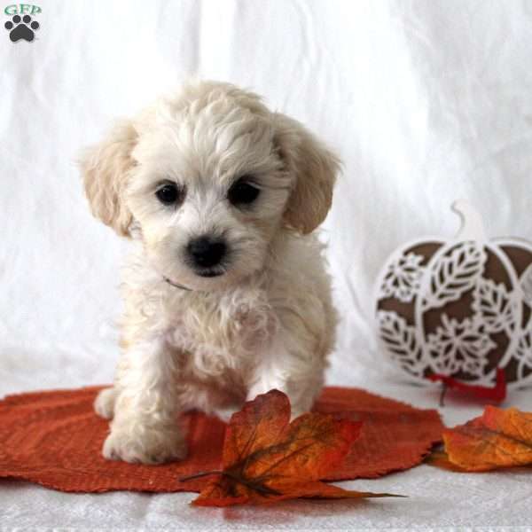 Freya, Teddy Bear Puppy